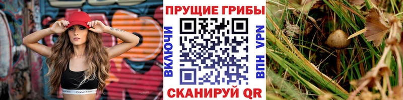 где продают   Феодосия  Галлюциногенные грибы Cubensis 